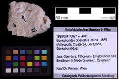 Foto (Objekt + Etiketten) von Goniodromites bidentatus (Reuss, 1859) (NHMW-GEO-1990-0041-0027)